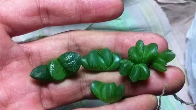 綠母實驗深度探討與觀點闡述，最新進展與闡述