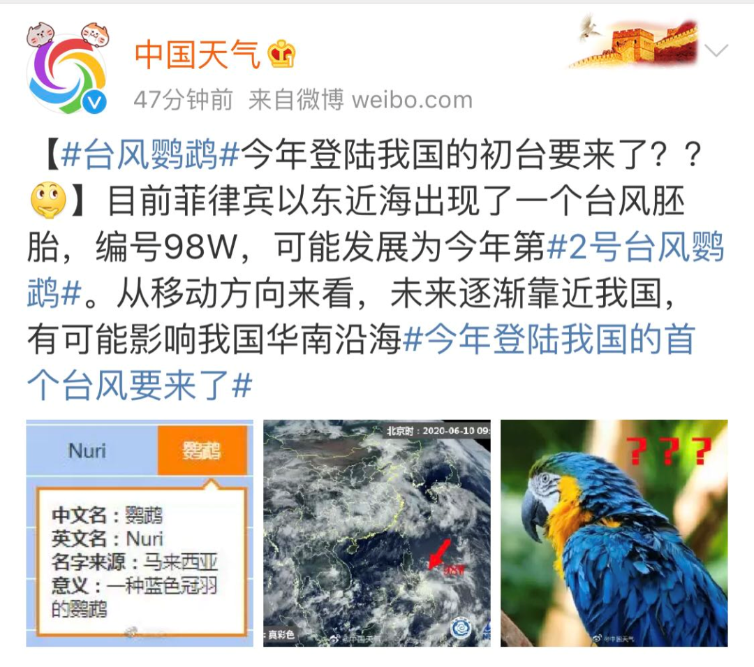 鸚鵡臺風最新登錄,鸚鵡臺風最新登錄，小巷深處的獨特風味
