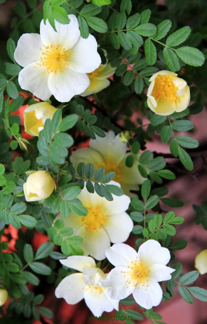 精致的句子最新,精致的句子最新，如何撰寫優(yōu)美句子指南