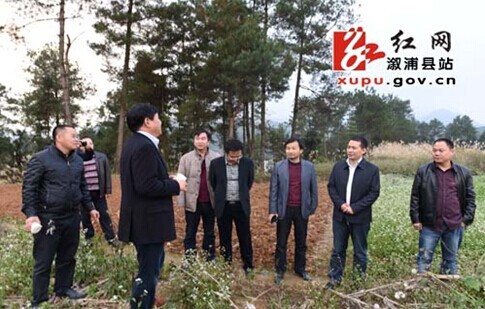 溆浦最新紅網(wǎng)動(dòng)態(tài)速遞