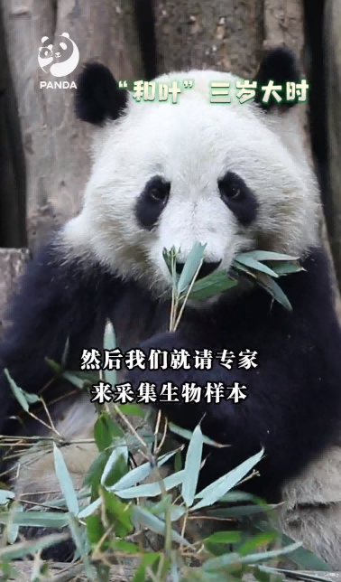 熊貓書(shū)院本周測(cè)驗(yàn)答案回顧與解析