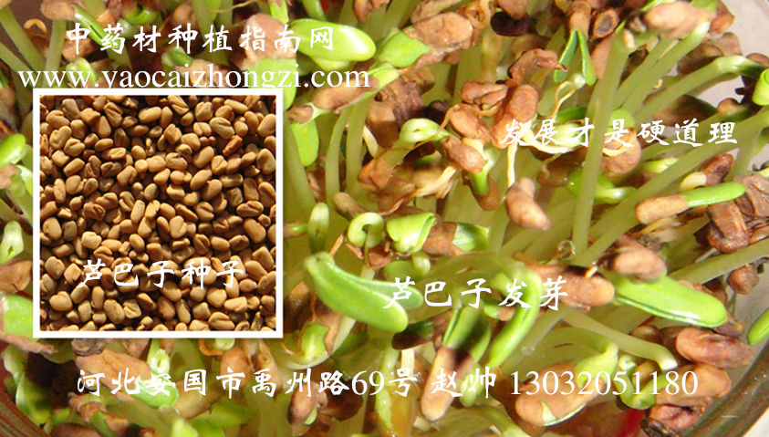 蘆巴子行情深度解析，背景、事件與地位探究