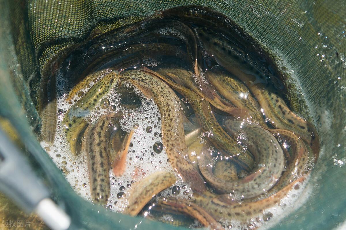 泥鰍市場價格的動態(tài)觀察與解析