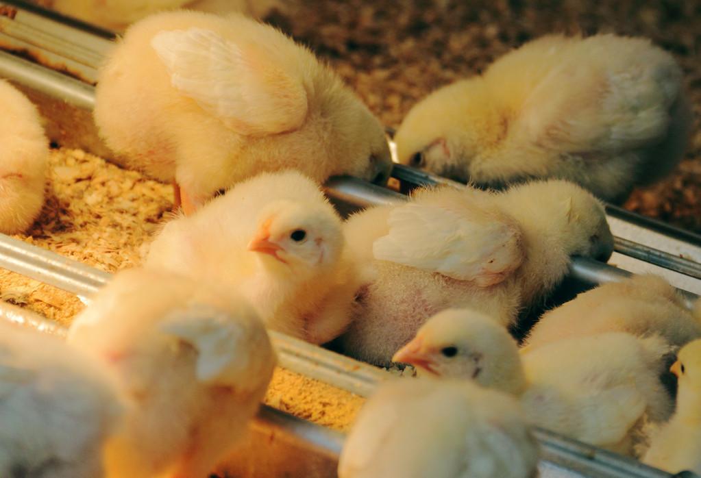 ??肉雞價格行情今日最新報價??