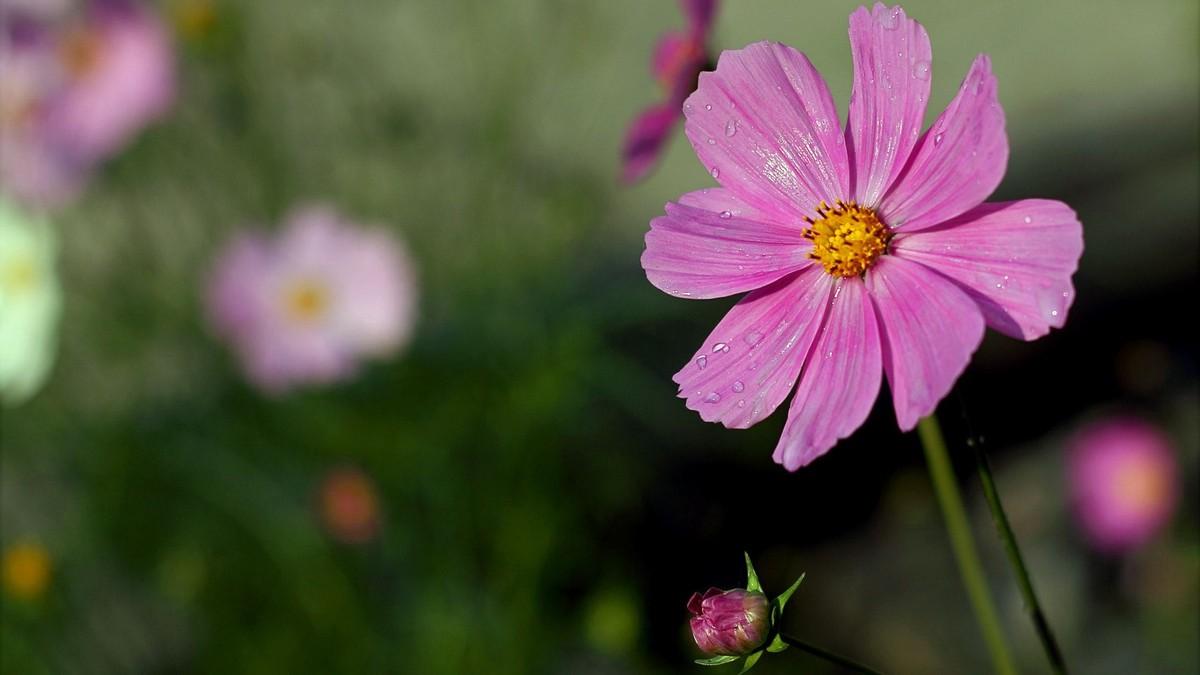 最新桃花運(yùn)勢揭秘，你的愛情運(yùn)勢如何？