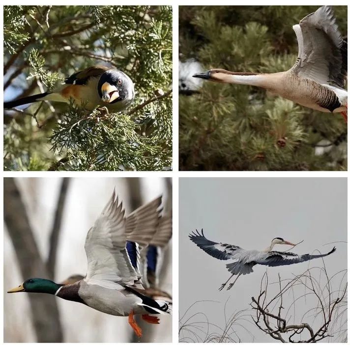 最新鳥類養(yǎng)護(hù)規(guī)范與小巷特色小店探秘揭秘