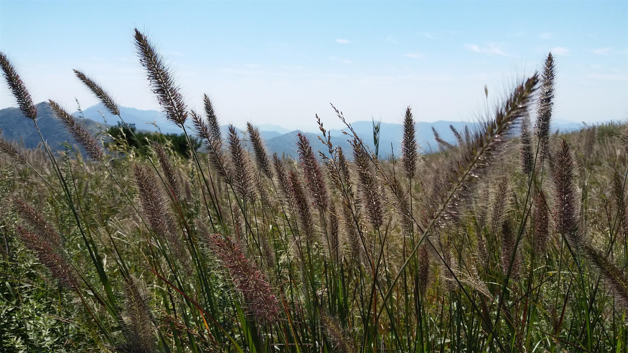 狼毒花演員表,狼毒花演員表??