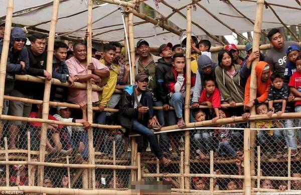 殘忍比賽背后的真相與反思