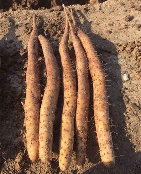 白玉山藥最新價(jià)格行情及分析